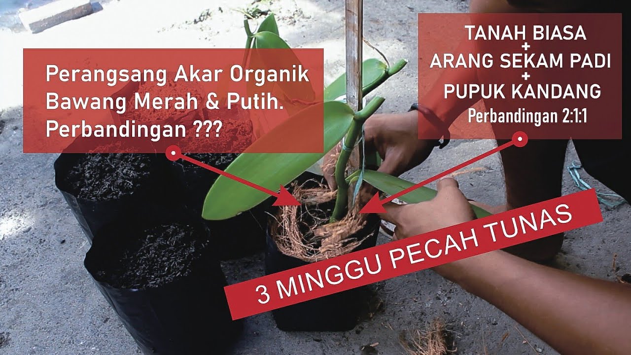 Lengkap - Cara Menanam Vanili / menanam Stek Batang Vanili - Budidaya