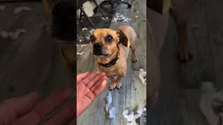 Minion destroyer of beds… but still a good boy