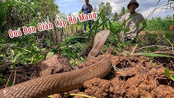 Đi Bắn Cá Mà Cũng Bắt Được Cặp Hổ Mang Vàng Đen | Mười Thương Săn Bắt