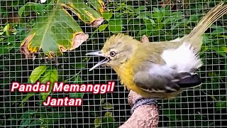 SUARA SIRTU BETINA MEMANGGIL JANTAN AMPUH MENAIKAN GAIRAH BUNYI BIKIN SIRTU GACOR