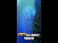 26,000 Feet Down: Scientists Discover a Ghostly Deep-Sea Predator That Defies Biology #Shorts