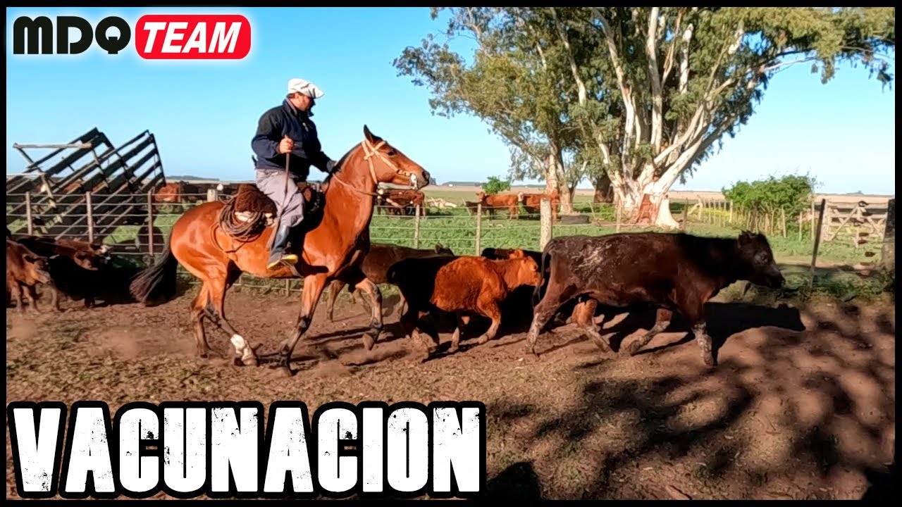 Vacunación, COMILONA y LOS MOLINEROS