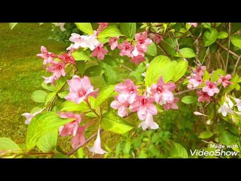 КАК ПРЕКРАСЕН ЭТОТ МИР!ХОРОШИЕ МЕЛОДИИ И ЦВЕТУЩИЕ РАСТЕНИЯ!ПРИРОДА!#природа#весна