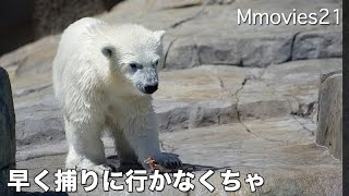 Lara & daughterwant to eat fish 母娘で魚争奪戦　円山動物園 ホッキョクグマ
