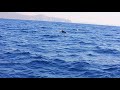 delfines listados (stenella coeruleoalba) en mazarron parte 1