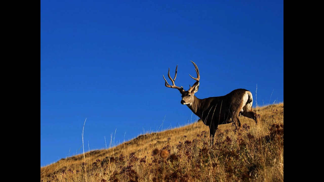 DIY New Mexico Mule Deer Hunt. Public Land Unit Revealed. How to Apply ...