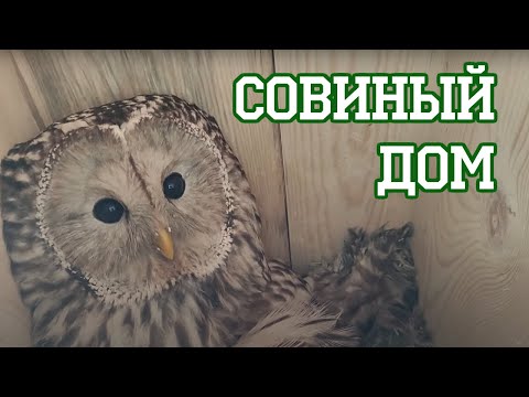 В дупле у совы - сова!