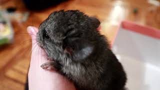 Thumbnail for 3 Day Old Baby Chinchilla - What a Wonderful World