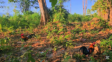 kèo 27/1/2025, bẫy gà rừng rặc 28 tết mõm nặng , chủ quan không cắm giò đón #baytv