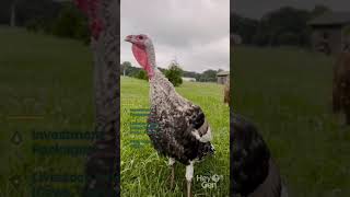 Herds Hub Farm Livestock Investment #cow #cowboy #cattleforsale