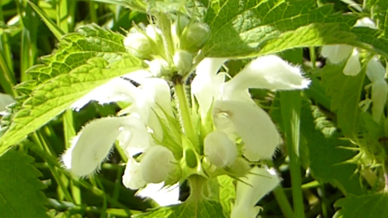 White dead nettle - Lamium album - Ljósatvítönn - Hvítatvítönn - Villijurtir - Illgresi