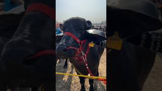 India's most powerful Murrah bull l Pushkar's most powerful bull