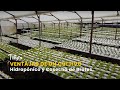 Cultivo hidropónico: Ventajas y cómo cultivar brotes - TvAgro por Juan Gonzalo Angel