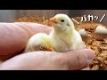 私はひよこ達の母親になった