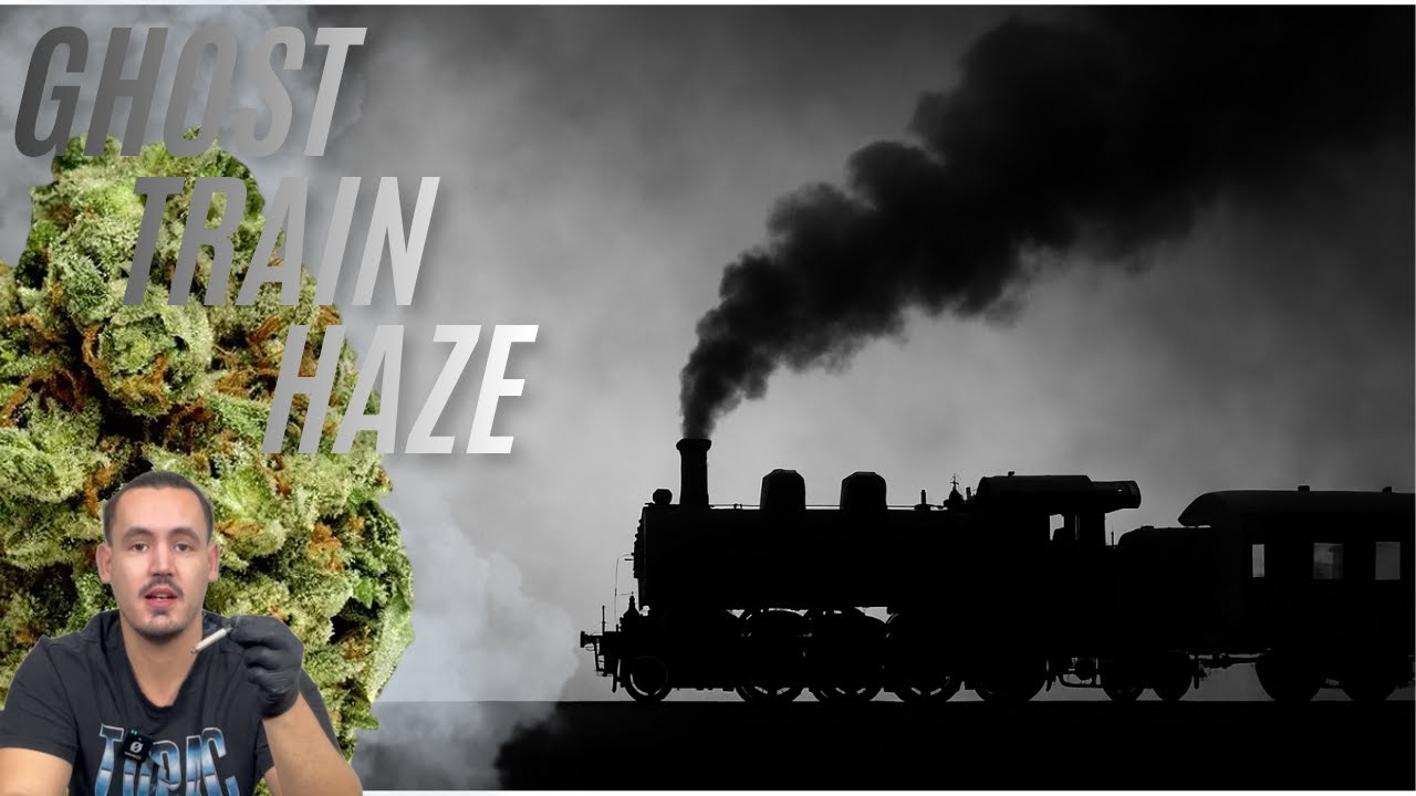 Cannamedical Sativa Forte Ghost Train Haze Medical Strain Review