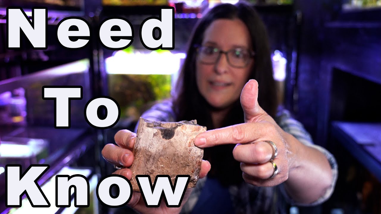 5 Things They Actually Don't Tell Beginner Fishkeepers and Aquascapers! 🤭🌱🐠