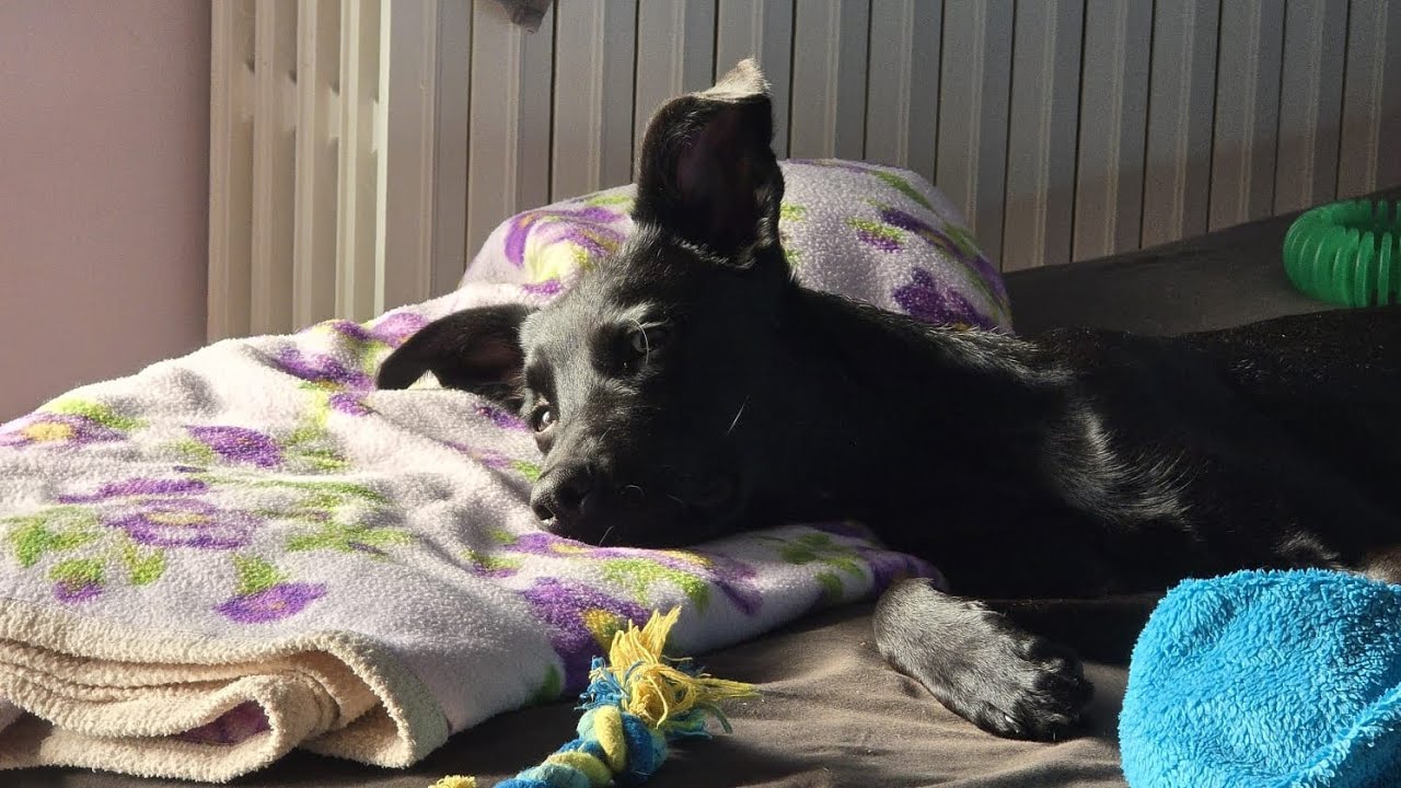 Svuota la spesa In's,presto fresco e aggiornamenti 