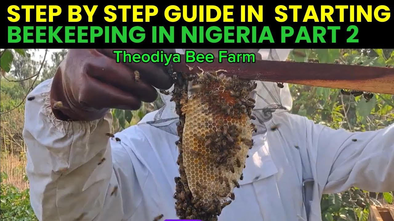 Step by Step Guide to Starting Beekeeping in Nigeria part 2 - YouTube