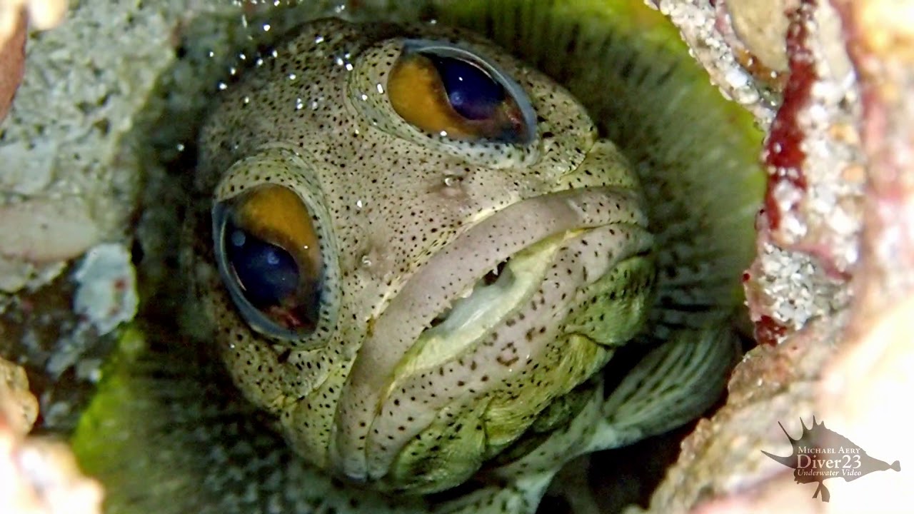 Giant Jawfish