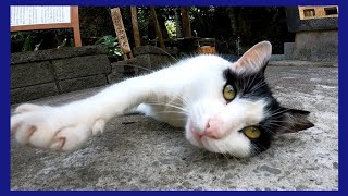 神社にいた野良猫をナデナデすると「もう終わり?」みたいな声を出してカワイイ