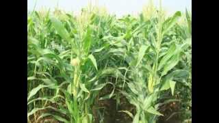 Directorate of Maize Research: An introduction
