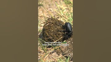 Dung beetles are among the strongest creatures on Earth