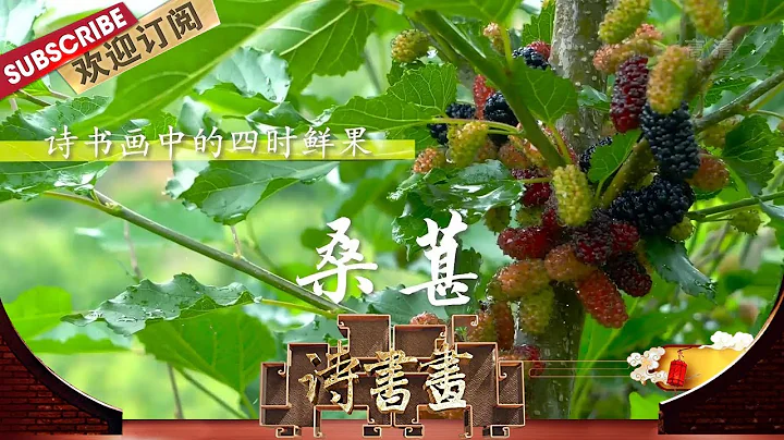 四时鲜果·桑葚 欧阳修《再至汝阴三绝》中桑葚是颍州物产之美的具体表现，更是诗人对田园生活的无限向往  |《诗书画》Becoming poetic 20200622【东方卫视官方频道】 - 天天要闻