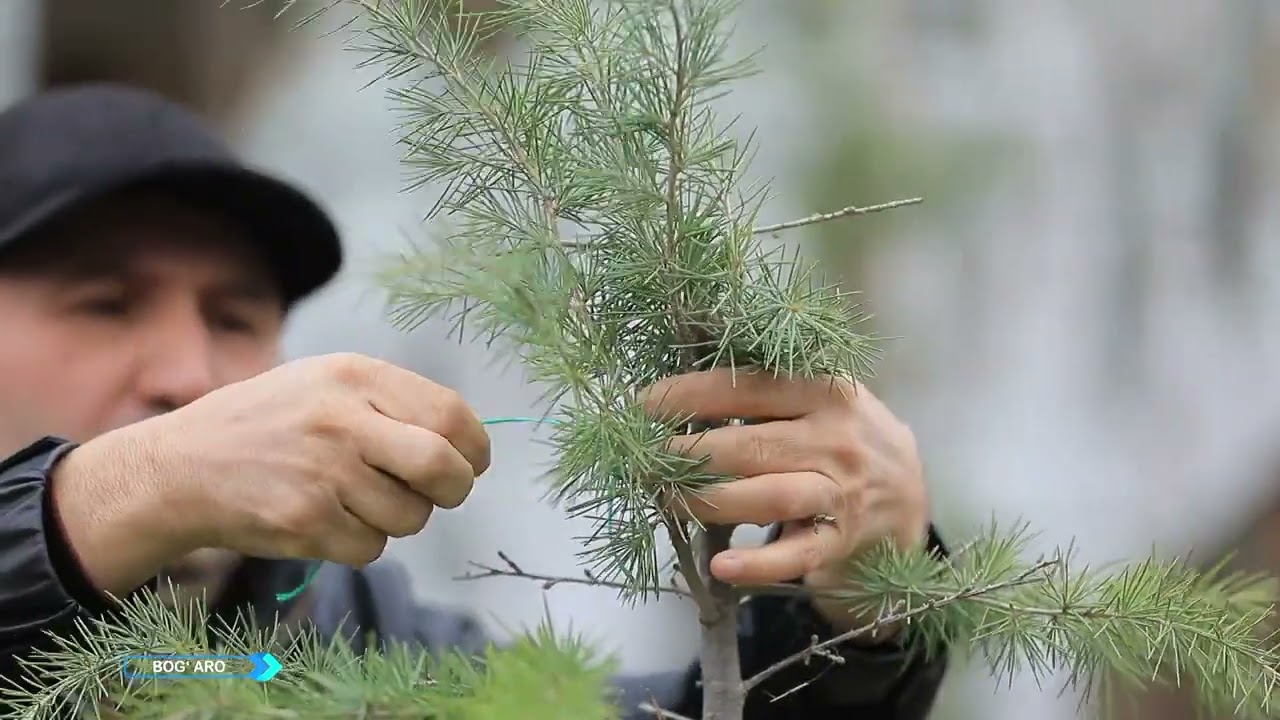 Yevropadan kelgan daraxtingiz qurib qolsa nima qilish kerak?