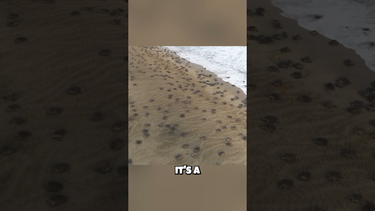 Sea Turtle Tsunami?! Thousands of Turtles Nest at ONCE! 🐢 This Phenomenon is UNREAL!