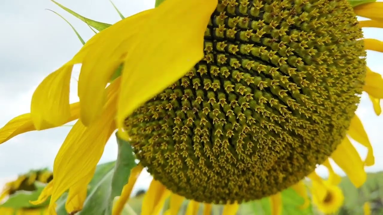 আফ্রিকান হাট হাউজ এর আপডেট 
