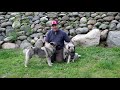 Norwegian Elkhound Breeding Pair - Tekla and Dagr の動画、YouTube動画。