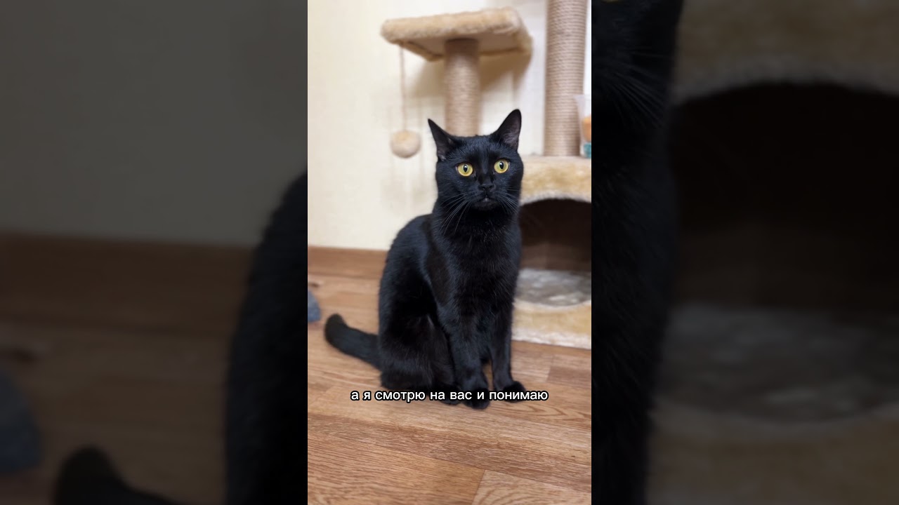 Котоимперия 🐈‍⬛👑 