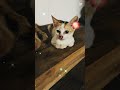 Pabasara ❤️ #fyp #fypシ #viral #viralvideo #cat #pawsn #whowillbemylifepartnerta
