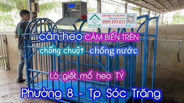Cân điện tử cân heo 4 con 1 tấn có máy in - cảm biến trên - chống nước - Lò mổ heo Tý ở Sóc Trăng