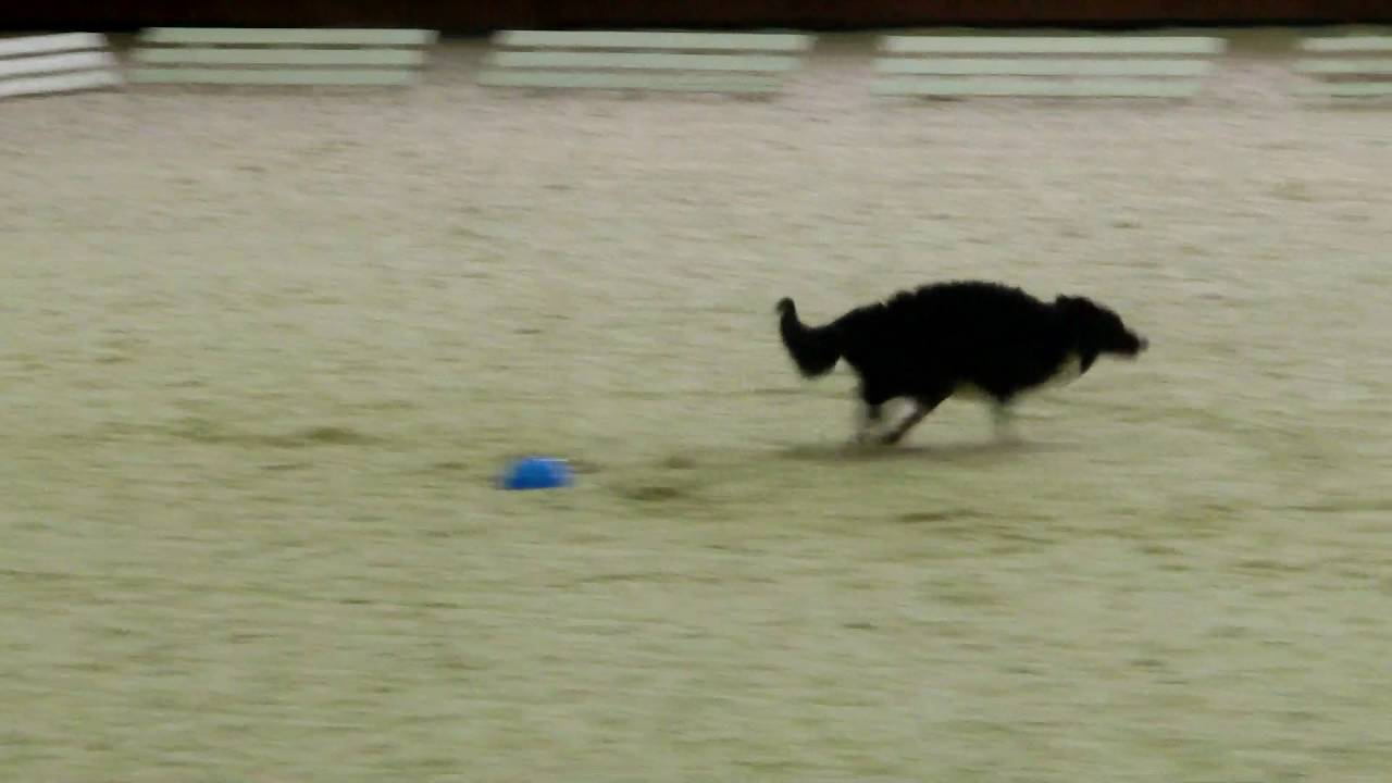 WC Obedience Moscow 2016 Final: Start no 17 Fedorova Russia Directed retrieve - 5th place