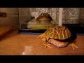 ザリガニを食うベルツノガエル