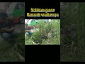 Selokan tergacor..sarang wader #fishing #sonomancing #mancingwader #shortvideo