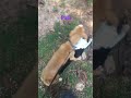 Pet Pals