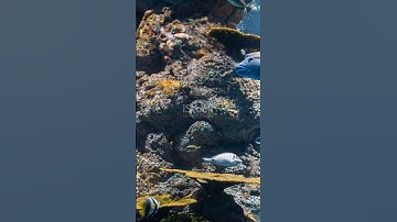 How deep plants survive without sunlight and oxygen?🤔🤔✍️🤯🙏