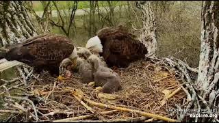 Decorah Eagles- DM2 Gives Mom Pieces Of Fish To Feed Eaglets