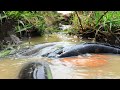 Unbelievable! Found & Catch a lot of Big Fish Climbing on Water Flow