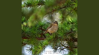 Bird Songs, Loopable, Pt 6