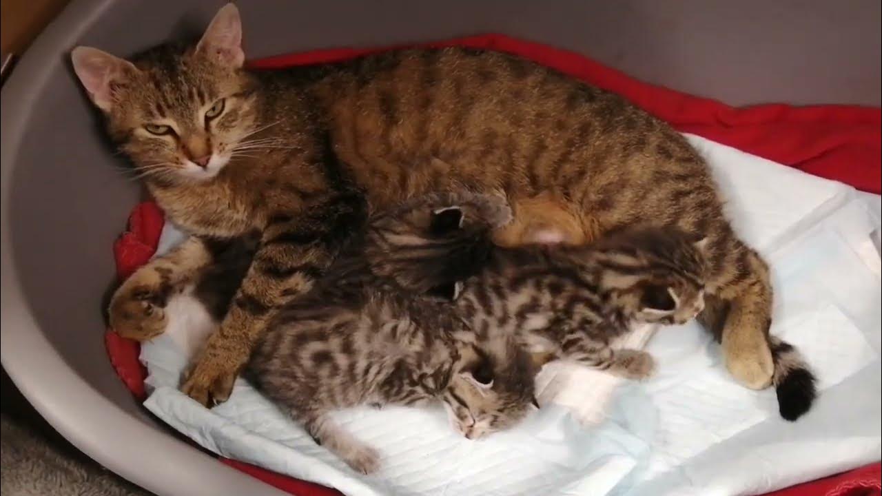 мама кошка и ее сладкие котята - YouTube