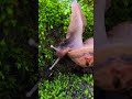 Snail Siput Bekicot #snail #siput #bekicot #utaniku