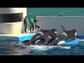 『鴨川シーワールド』シャチパフォーマンス♪合間の風景(2018/10/07）14：30～