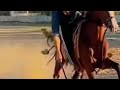 Nazabazi practice with mubashar tiwana beautifulhorses horse pakistan punjab youtubeshorts