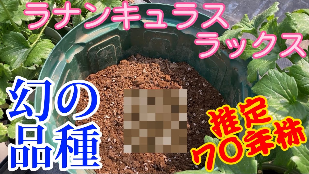幻の70年株【ラナンキュラスラックス】【園芸のぶチャンネル