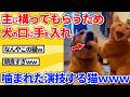 【2ch動物スレ】わざと犬の口に手を入れて噛まれた演技する猫wwwww