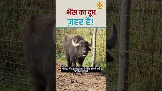 Why buffalo milk is not good for health | buffalo milk side effects | Acharya Manish ji | Bharti TV