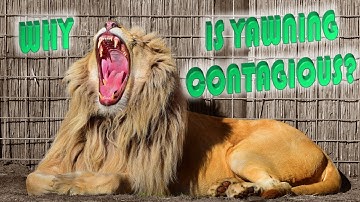 Why Is Yawning Contagious? - The Psychology of Yawning